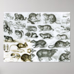 Rodentia-Rodents or Gnawing Animals Poster