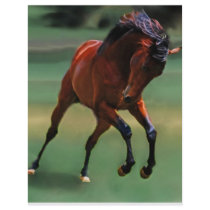 Rodeo flyers