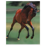 Rodeo horse for the cowboy flyers