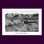 Rodeo, New Mexico