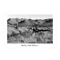 Rodeo, New Mexico posters by talbotland Rodeo, New Mexico posters
