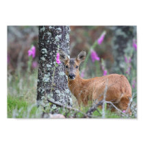 Roe Deer posters by Lawrie Roe Deer posters