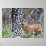 Roe Deer posters