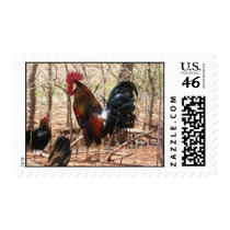 Rojo the Rooster postage