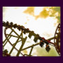 Rollercoaster Photo Print