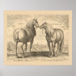 Roman Horses Antique Print