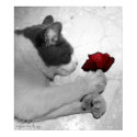 Romance is everywhere posters