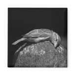 Romancing the Stump Magnets