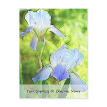 Romantic Blue Irises Postcard