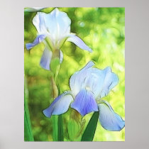 Romantic Blue Irises Poster
