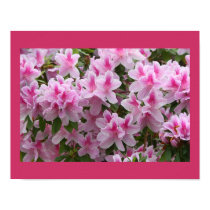 Romantic Elegant Pink Azalea Blossoms Poster