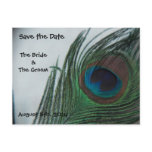 Romantic Peacock Feathers Save the Date Post Card