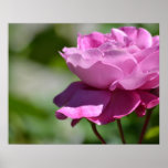 Romantic Pink Rose Posters