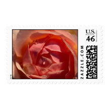 Romantic Pink Rose with Raindrops Postage Stamps