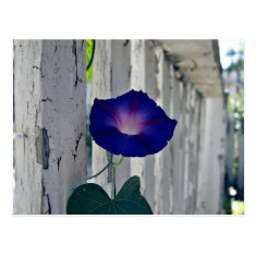 Romantic purple flowers post card