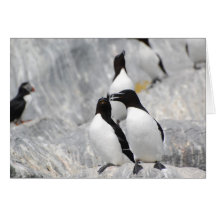 Romantic razorbills card