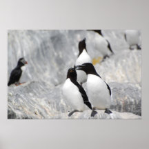 Romantic razorbills print