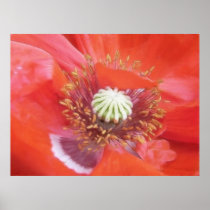 Romantic Red Poppy Flower Print