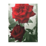 Romantic Red Roses 1 Romantic Red Roses 1