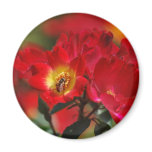 Romantic rose and meaning fridge magnet