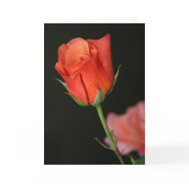 Romantic Rose Birthday Card by stevesm2010 Romantic Rose Birthday Card