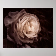 Romantic rose for an intimate space poster
