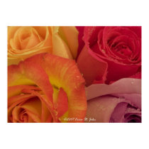 Romantic Roses Poster posters