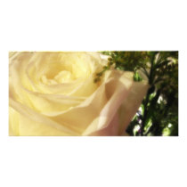 Romantic white rose photo cards