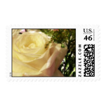 Romantic white rose postage stamps stamps