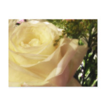 Romantic white rose postcards