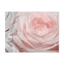 Romantica pink rose postcards