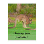 roo roo