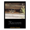 Roofie Raccoon Poster posters