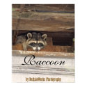 Roofie Raccoon Poster posters