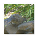 Rookie Quail Magnet by shawke123 Rookie Quail Magnet