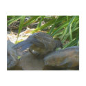 Rookie quail postcard by shawke123 Rookie quail postcard