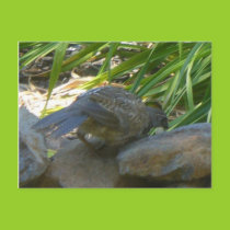 Rookie quail postcard postcards