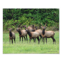 Roosevelt Elk Herd-Magnificent Art Photo