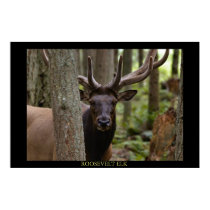 Roosevelt Elk posters