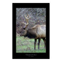 Roosevelt Elk posters