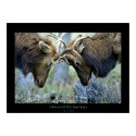 Roosevelt Elk Sparring posters by kmwatts Roosevelt Elk Sparring posters