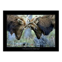 Roosevelt Elk Sparring posters