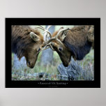 Roosevelt Elk Sparring Posters