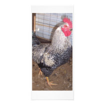 Rooster3 rack cards