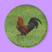 Rooster 1 - magnet magnets