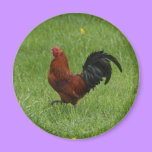 Rooster 1 - magnet