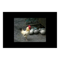 Rooster and cannon balls posters