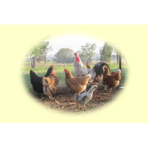 Rooster and Hens Print print