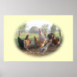 Rooster and Hens Print