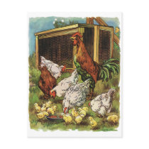 Rooster and Hens with Baby Chickens on the Farm Postcards